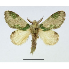 /filer/webapps/moths/media/images/V/varia_Desmeocraera_AM_Basquin_02.jpg