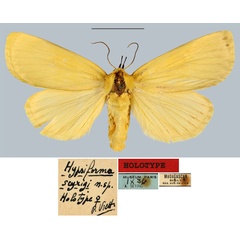 /filer/webapps/moths/media/images/S/seyrigi_Hypsiforma_HT_MNHN.jpg