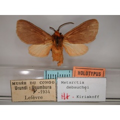 /filer/webapps/moths/media/images/D/debauchei_Metarctia_HT_RMCA_01.jpg