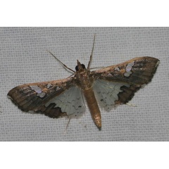 /filer/webapps/moths/media/images/V/vitrata_Maruca_A_Jorpeland.jpg