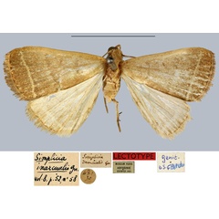 /filer/webapps/moths/media/images/I/inarcualis_Simplicia_LT_MNHN.jpg