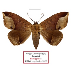 /filer/webapps/moths/media/images/B/basquini_Platyja_PTF_MNHN.jpg