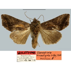 /filer/webapps/moths/media/images/L/leucostigma_Plusia_HT_MNHN.jpg