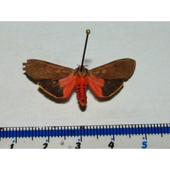 /filer/webapps/moths/media/images/S/senegalensis_Teracotona_AM_Goff.jpg