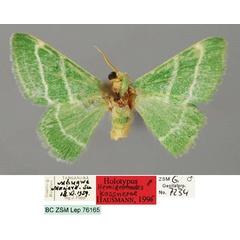 /filer/webapps/moths/media/images/K/kossnerae_Hemidromodes_HT_ZSM_01.jpg