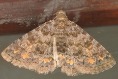 Metachrostis snelleni