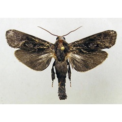 /filer/webapps/moths/media/images/P/pljustchi_Pseudocossus_A_Yakovlev.jpg