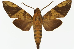 Nephele bipartita