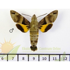 /filer/webapps/moths/media/images/S/sitiene_Macroglossum_AM_SMCR_01.jpg