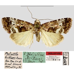 /filer/webapps/moths/media/images/B/brillians_Maliattha_HT_MNHN.jpg