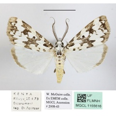 /filer/webapps/moths/media/images/S/strabonis_Sommeria_AM_MGCLa_03.jpg