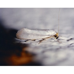 /filer/webapps/moths/media/images/L/leucastis_Edosa_A_Roland_02.jpg
