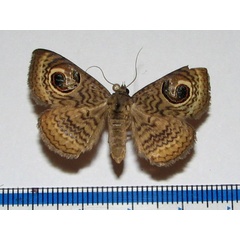 /filer/webapps/moths/media/images/A/appollina_Calliodes_A_Goff.jpg