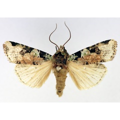 /filer/webapps/moths/media/images/T/trisellata_Mentaxya_AM_Aulombard.jpg