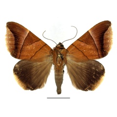 /filer/webapps/moths/media/images/O/occidens_Achaea_AM_Basquin_01.jpg