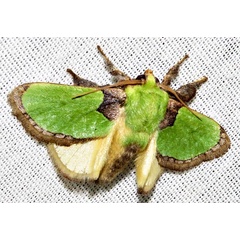 /filer/webapps/moths/media/images/V/vivida_Latoia_A_Braun_11.jpg