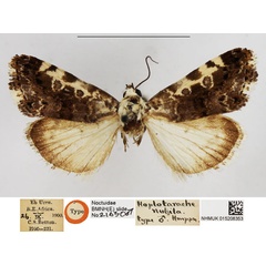 /filer/webapps/moths/media/images/N/nubila_Hoplotarache_LT_NHMUK.jpg