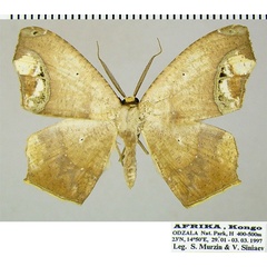 /filer/webapps/moths/media/images/F/flexa_Epigynoptery_AF_ZSM_03.jpg