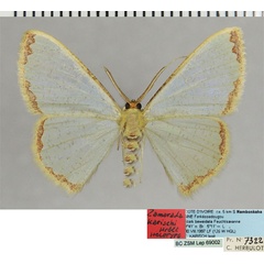 /filer/webapps/moths/media/images/K/karischi_Zamarada_HT_ZSMa.jpg