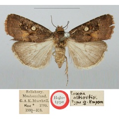 /filer/webapps/moths/media/images/A/albiorbis_Euxoa_HT_BMNH_azJt7ni.jpg