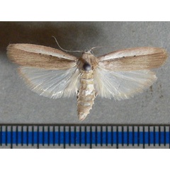 /filer/webapps/moths/media/images/S/saccharina_Eldana_A_Goff_01.jpg