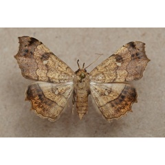 /filer/webapps/moths/media/images/V/vicaria_Egnasia_A_Butler_01.jpg