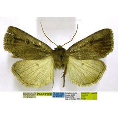 /filer/webapps/moths/media/images/D/dukei_Caradrina_PTM_TMSA.jpg