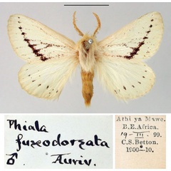 /filer/webapps/moths/media/images/F/fuscodorsata_Phiala_ST_SNHM.jpg