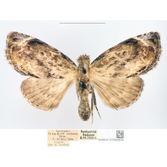 /filer/webapps/moths/media/images/L/lignosa_Petrinia_AF_NHMUK.jpg