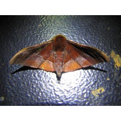 /filer/webapps/moths/media/images/A/anomalus_Plegapteryx_A_Stanton.jpg