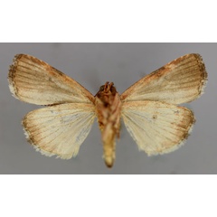 /filer/webapps/moths/media/images/A/abscissa_Daula_A_RMCA_02.jpg