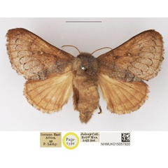 /filer/webapps/moths/media/images/M/megista_Pseudolyra_PTF_NHMUK.jpg