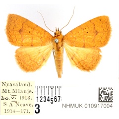 /filer/webapps/moths/media/images/T/tritonias_Raparnodes_AF_BMNH_01.jpg
