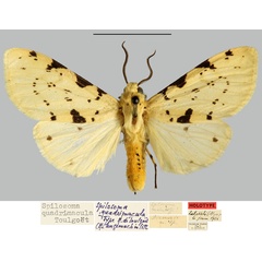 /filer/webapps/moths/media/images/Q/quadrimacula_Spilosoma_HT_MNHN.jpg