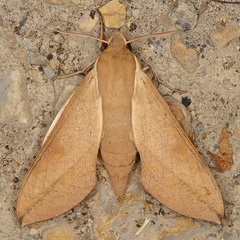 /filer/webapps/moths/media/images/C/capensis_Theretra_A_Heyns_01.jpg