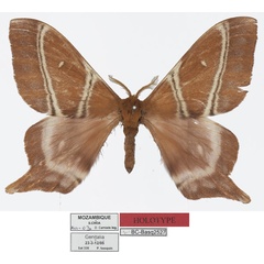 /filer/webapps/moths/media/images/M/manicaensis_Urota_HT_Basquina.jpg