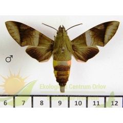 /filer/webapps/moths/media/images/W/westermannii_Atemnora_AM_SMCR_01.jpg
