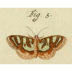 /filer/webapps/moths/media/images/C/chrysialis_Glyphodes_Stoll_27_5.jpg