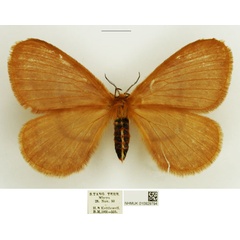 /filer/webapps/moths/media/images/F/flava_Camerunia_AF_NHMUK.jpg