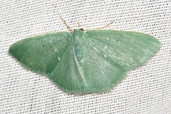 Prasinocyma panchlora