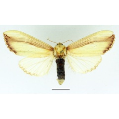 /filer/webapps/moths/media/images/V/vittata_Antheua_AF_Basquin_02.jpg