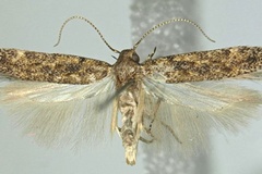 Scrobipalpa geomicta