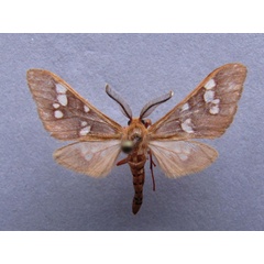 /filer/webapps/moths/media/images/P/perpusilla_Pseudothyretes_A_Baron.jpg