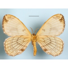 /filer/webapps/moths/media/images/O/orphne_Camerunia_A_MGCLb_01.jpg
