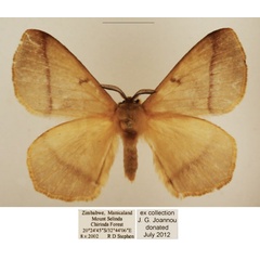 /filer/webapps/moths/media/images/T/tristis_Vianga_AM_TMSA_02.jpg