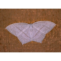 /filer/webapps/moths/media/images/I/illiturata_Acropteris_A_Roland_01_KvC7ZZP.jpg