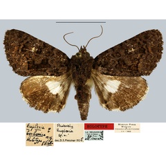 /filer/webapps/moths/media/images/B/borbonica_Euplexia_HT_MNHN.jpg