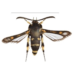 /filer/webapps/moths/media/images/F/fenestra_Homogyna_HT_SMNSa.jpg