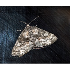 /filer/webapps/moths/media/images/P/pinguis_Phthonandria_A_Roland_01.jpg