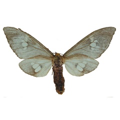 /filer/webapps/moths/media/images/J/johannae_Meganaclia_PTF_Sulak.jpg